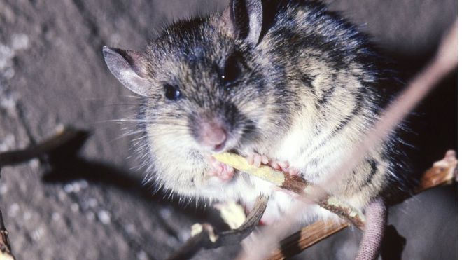 Rats spread a variety of diseases, including Lassa fever