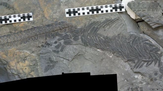 The reptile breaks the rules on what ichthyosaurs are like