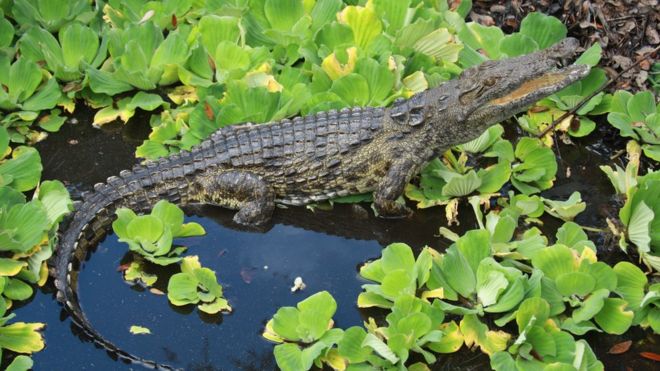 In this 2012 photo provided by Joe Wasilewski, shows a Nile crocodile that he found in Homestead, Fla. University of Florida researchers recently published a paper showing that captured reptiles in 2009, 2001 and 2014 are Nile crocs.