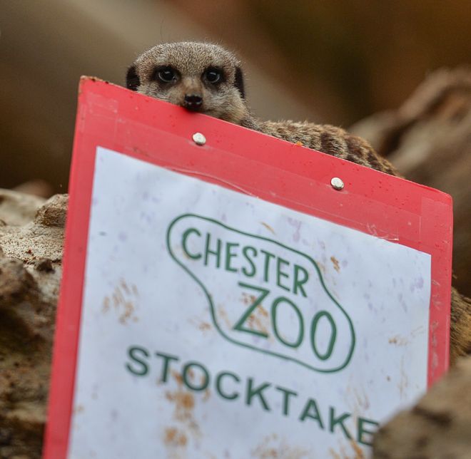 Meerkat στο ζωολογικό κήπο του Chester