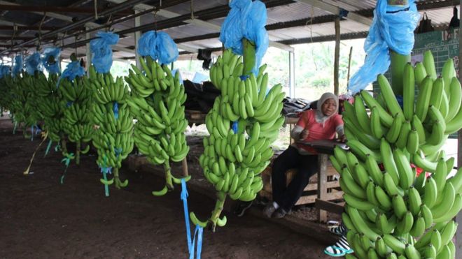 La banane "Makossa" tire son nom d'un genre musical camerounais qui a connu un grand succès à l'étranger.