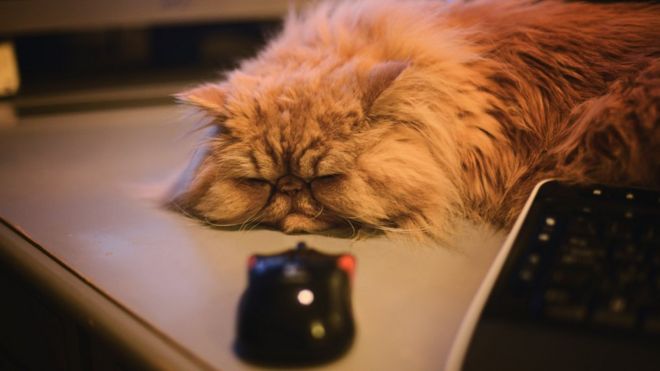 Gato y mouse