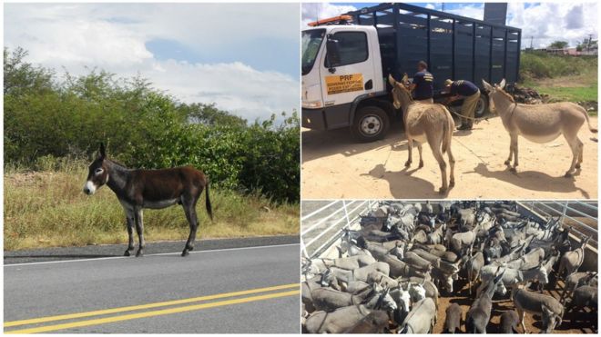 Jumento solto em estrada no RN, ação de recolhimento no Piauí e animais a serem abatidos na Bahia