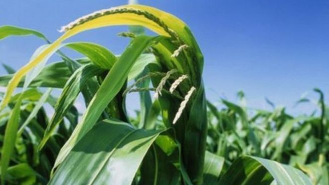 _84755027__73571532_g2800382-genetically_modified_maize_field_trial-spl.jpg