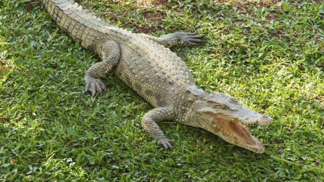 small saltwater crocodile on grass, snapping