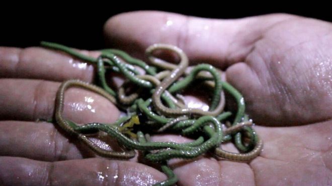 Sea worms in Bau Nyale Festival, Lombok. Image: BBC/Rahmat Andi