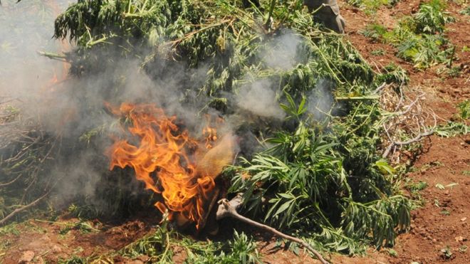 File photo shows cannabis plants on fire