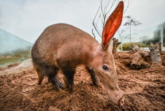 Ένα από τα τρία aardvarks στο Chester Zoo
