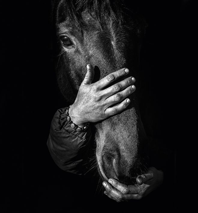 Hands of horse trainer Connie Colfox