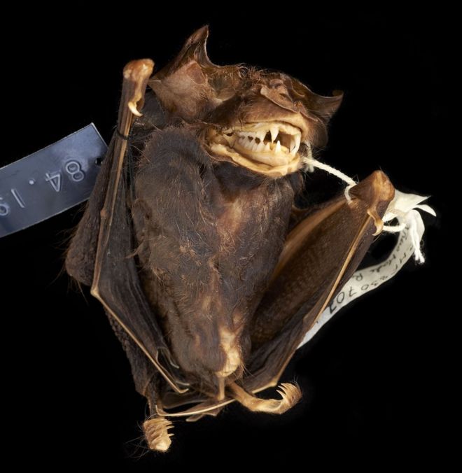 New bat species discovered in London's Natural History Museum