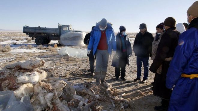 Veterinary scientists examine saiga carcasses on the Mongolian grasslands