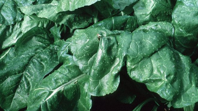 علماء يحولون نبتة السبانخ إلى "كاشف عن المتفجرات"