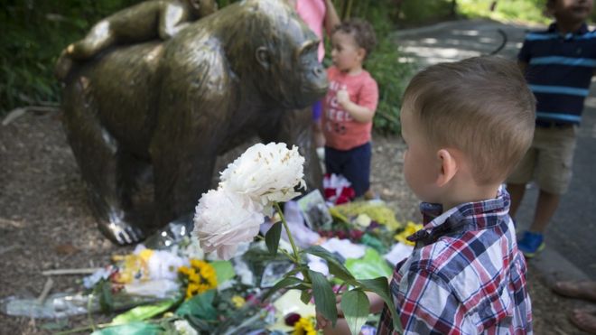 A boy brings flowers to put beside a statue of a gorilla outside the shuttered Gorilla World exhibit at the Cincinnati Zoo Botanical Garden, Monday, May 30, 2016, in Cincinnati.
