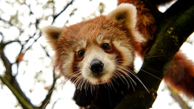 Κόκκινο panda cub