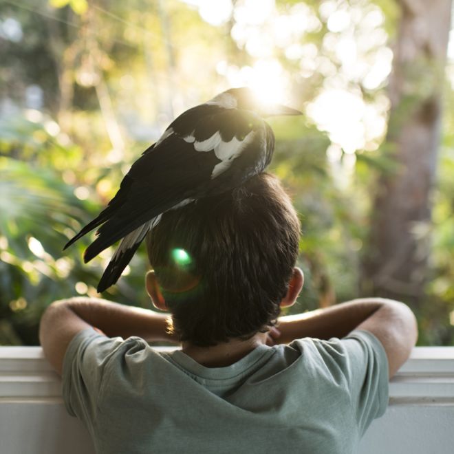 பென்குயின் ஒருவரின் தலையில் அமர்ந்திருக்கிறது.