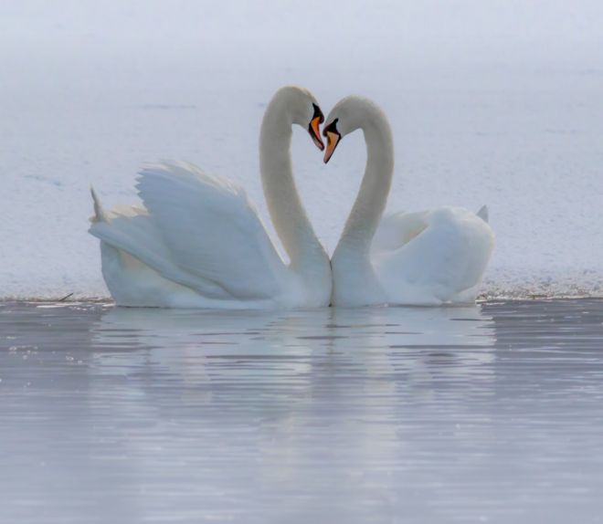 காதல் ஜோடியான நீள் கழுத்து வாத்துகள் (ஸ்வான்)