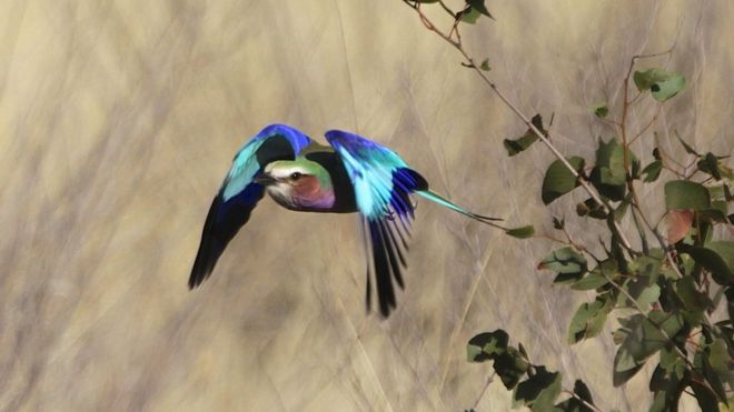 Carraca de pecho lila