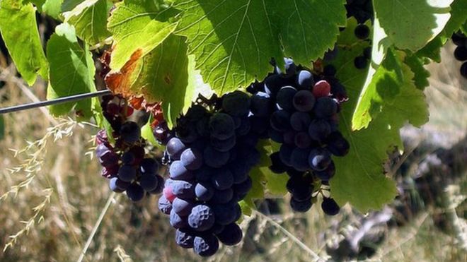 grapes