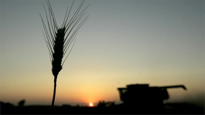 Combine-harvester working in a wheat field (image: AP)
