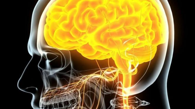 Human brain