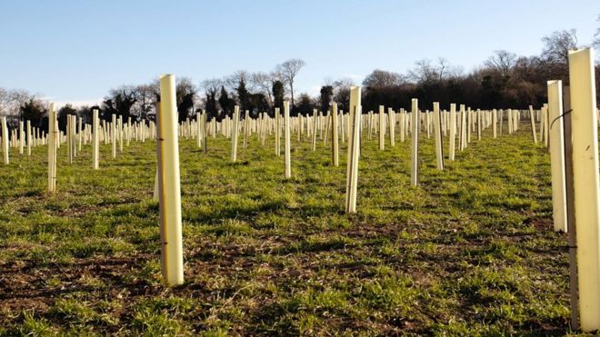 Trees being planted