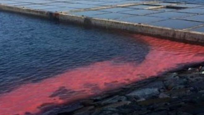 khu vực D cầu cảng dịch vụ cảng Sơn Dương (thuộc Công ty Công ty Formosa Hà Tĩnh) xuất hiện một dải nước màu đỏ dài khoảng 50m tấp vào chân bờ kè cảng