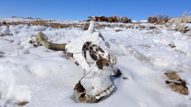 An animal's skull in the snow