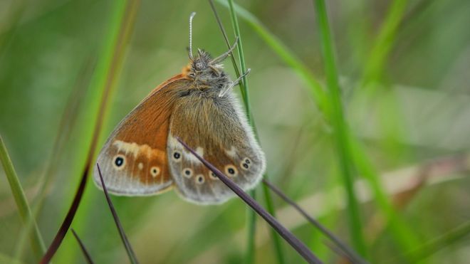 large heath butterfly