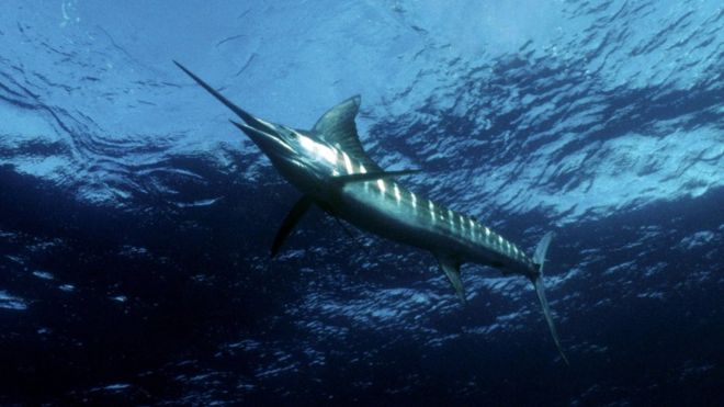 A marlin