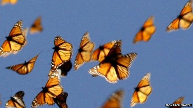 Monarch butterflies (c) Monarch Watch