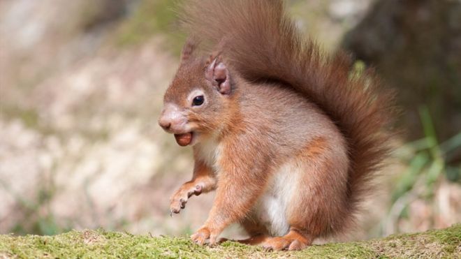 The native British red squirrel. Photo credit: Catherine Clark