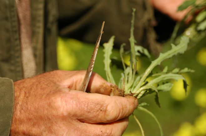 Hands holding horta