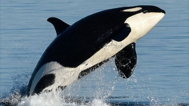 殺人鯨是已知會進入更年期的3種物種之一