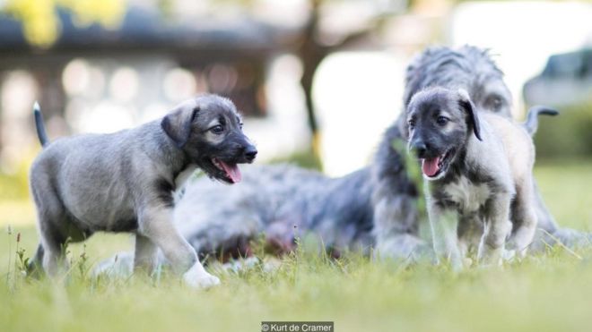 Perros gemelos