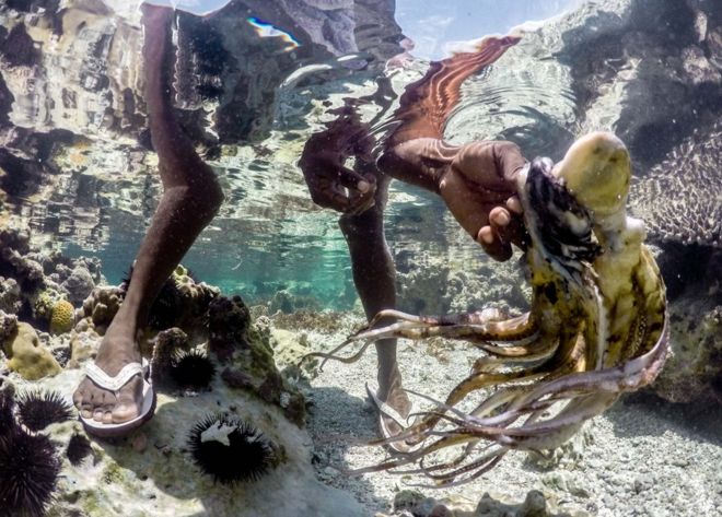 Un pulpo es atrapado en las aguas de la playa Bwejuu