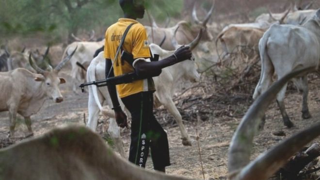 A Funali herdsman escorts his cattle with a gun on his shoulder