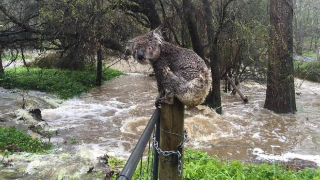 A koala was photographed in South Australia perched on a fencepost surrounded by floodwaters
