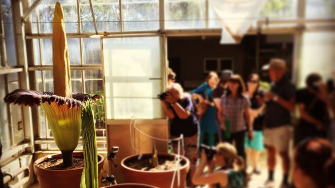 People line up to take pictures of the corpse flower