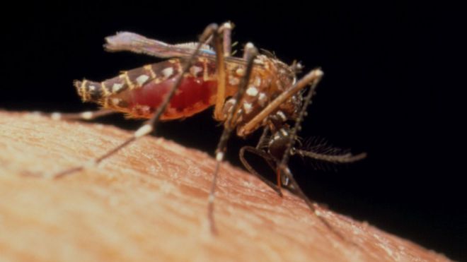 Female yellow fever mosquito, Aedes aegypti,