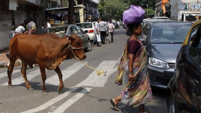 n this Friday, Oct. 9, 2015 photo, a woman leads her cow across a road collecting alms from devout Hindus in Mumbai, India.I