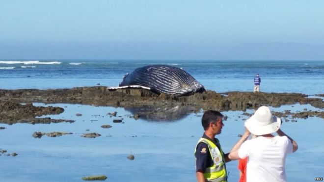 Efforts are underway to remove the carcass of a beached whale on a Cape Town beach.