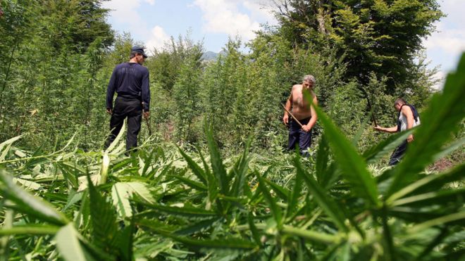 Police destroy a cannabis plantation in Ducaj (2009)