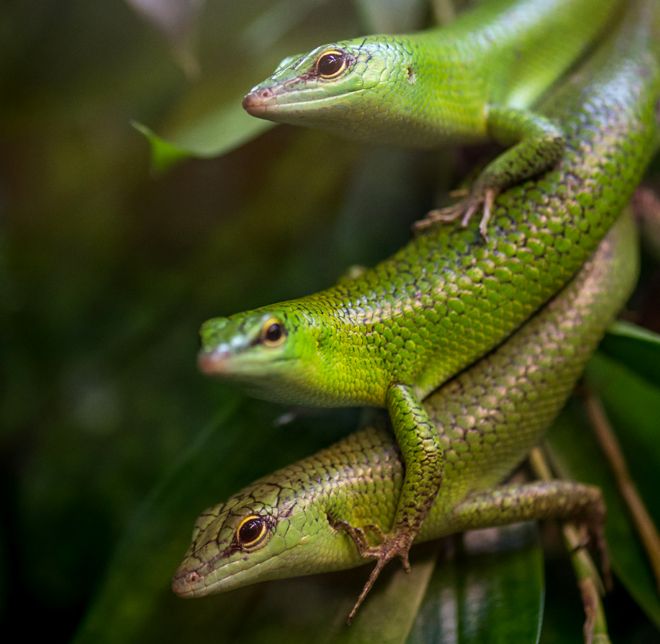 Emerald skinks δέντρο