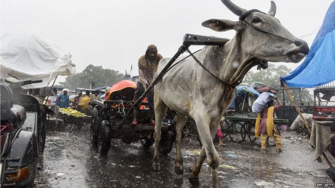 An Indian labourer sits on a bullock cart travelling through the heavy rain in the old quarters of Delhi as the Indian capital experiences heavy monsoon rainfall.