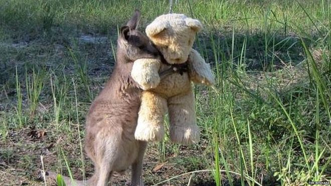 Kangaroo cuddling toy