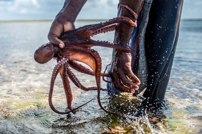 Pulpo atrapado