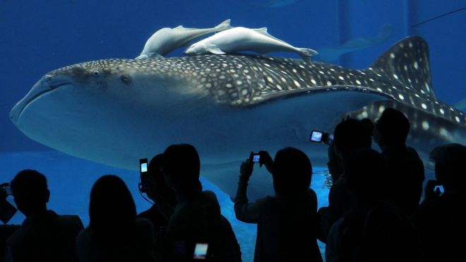 Whale shark in an aquarium (file photo)