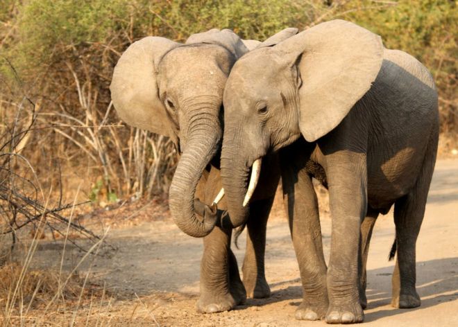 இரண்டு யானைகள்