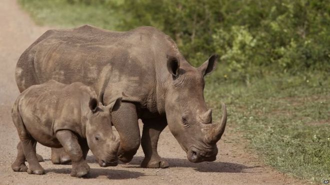 Rhinos in the Hluhluwe game reserve in South Africa. File photo