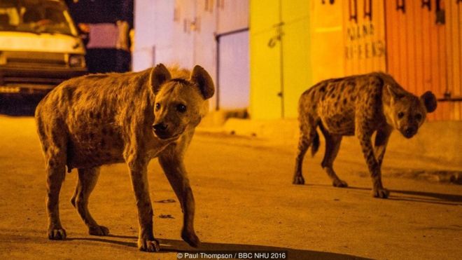 Spotted hyenas search for scraps of food on the streets of Harar, Ethiopia